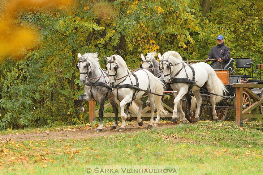 Hřebci v NH Kladruby