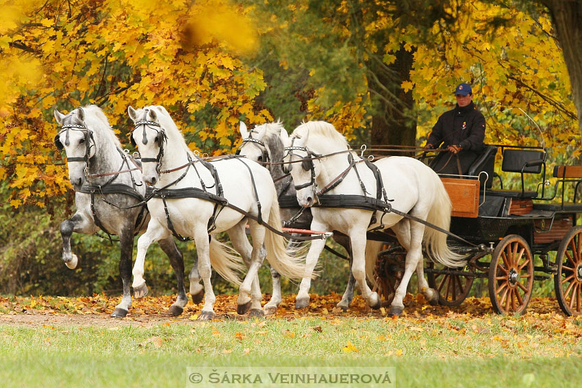 Hřebci v NH Kladruby