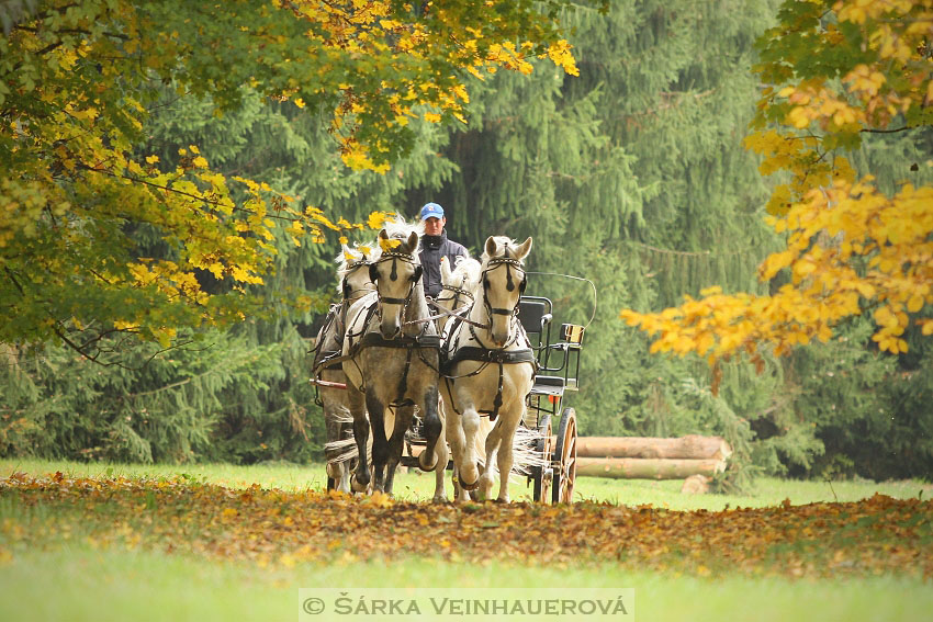 Hřebci v NH Kladruby