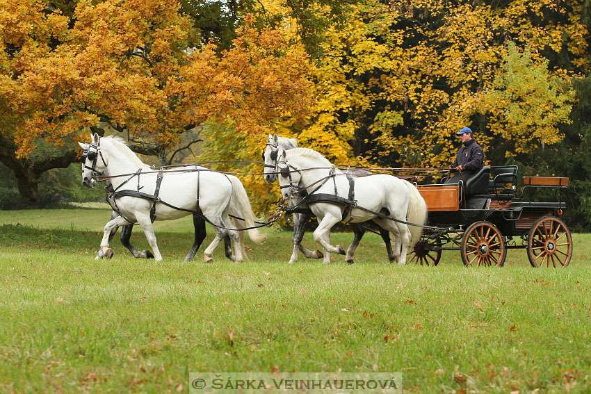 Hřebci v NH Kladruby