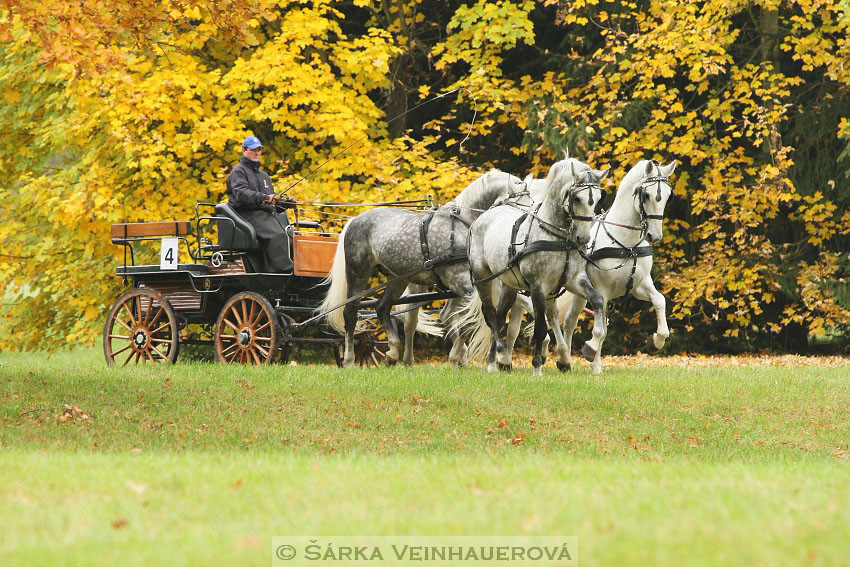 Hřebci v NH Kladruby