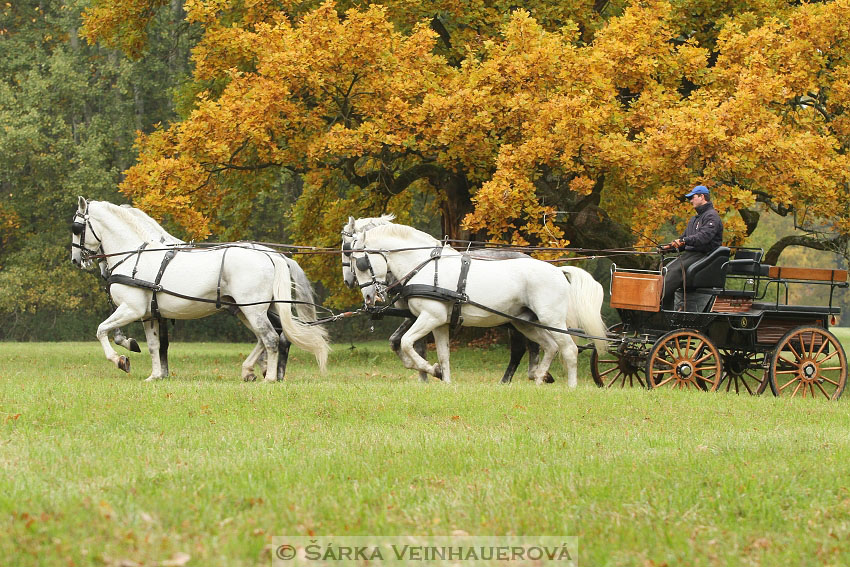 Hřebci v NH Kladruby