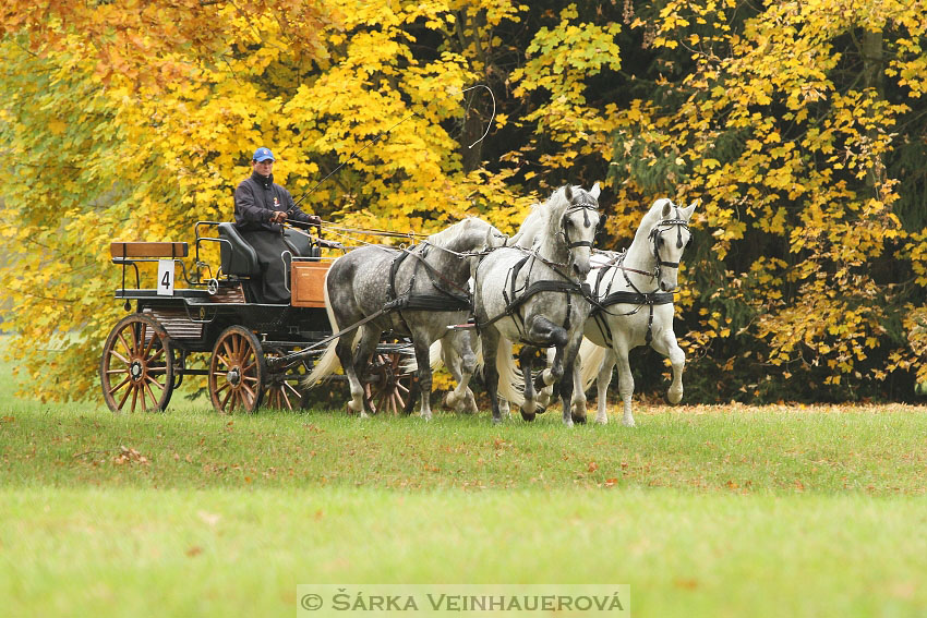 Hřebci v NH Kladruby