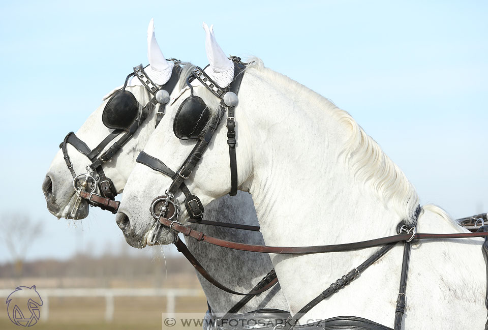 International Equestrian Congress - Horse in Sport 2017