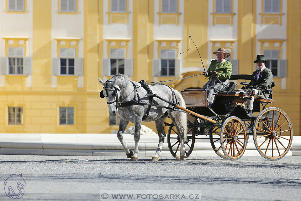 International Equestrian Congress - Horse in Sport 2017