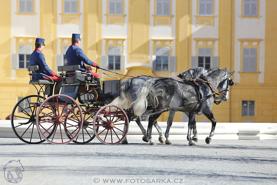 International Equestrian Congress - Horse in Sport 2017