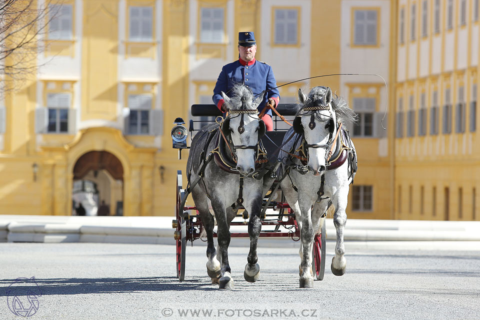 International Equestrian Congress - Horse in Sport 2017