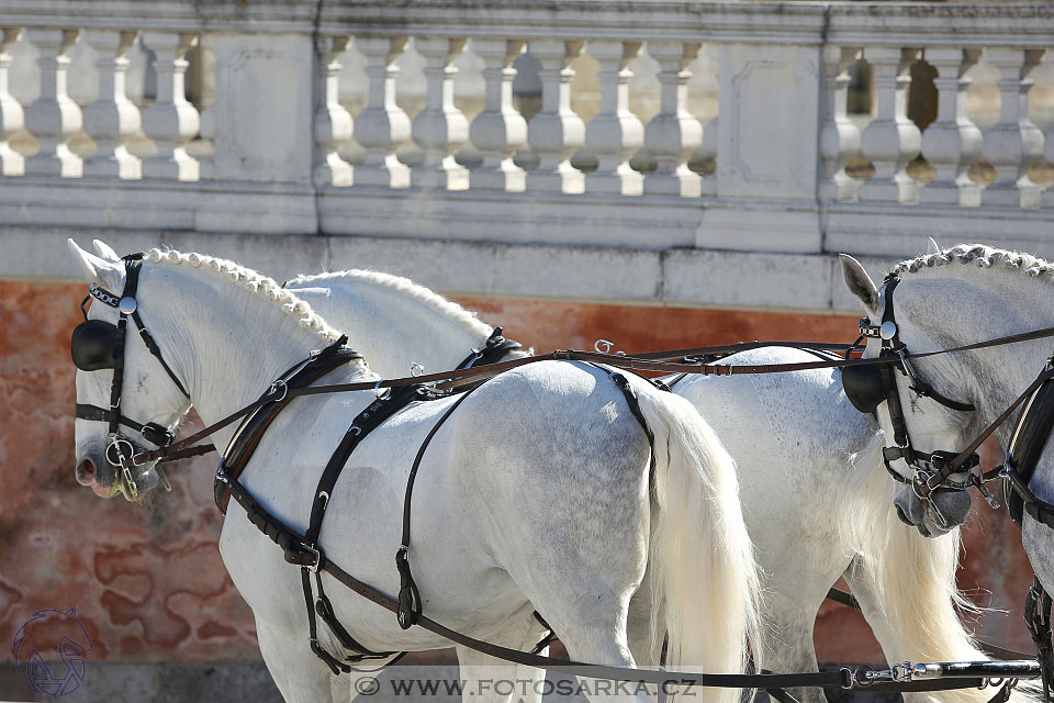 International Equestrian Congress - Horse in Sport 2017