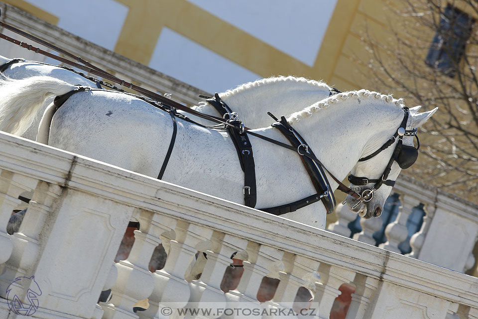 International Equestrian Congress - Horse in Sport 2017