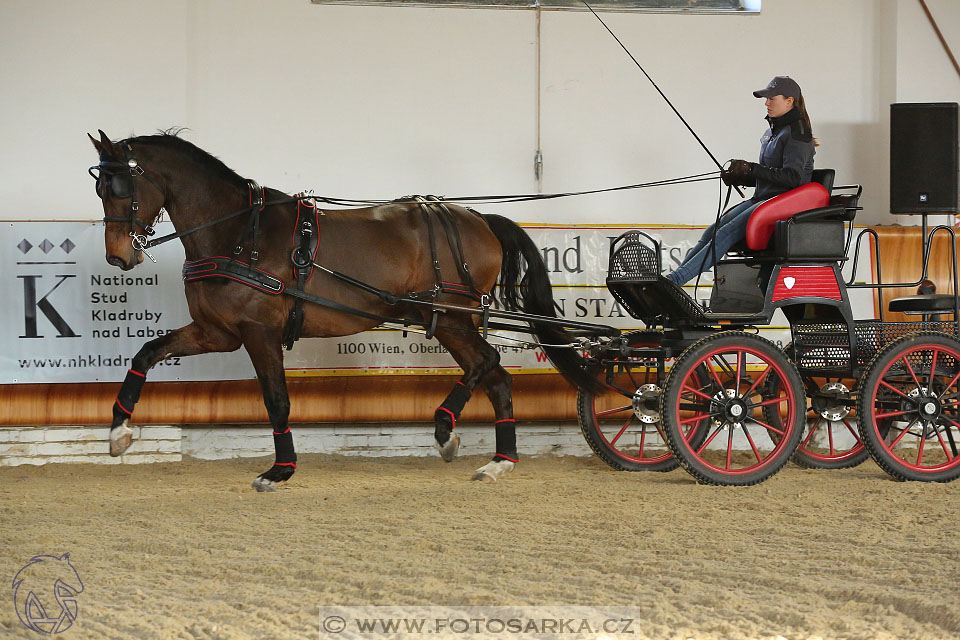 International Equestrian Congress - Horse in Sport 2017