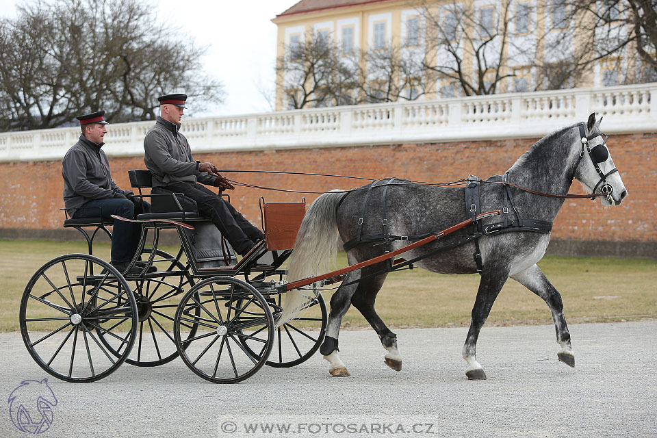 International Equestrian Congress - Horse in Sport 2017