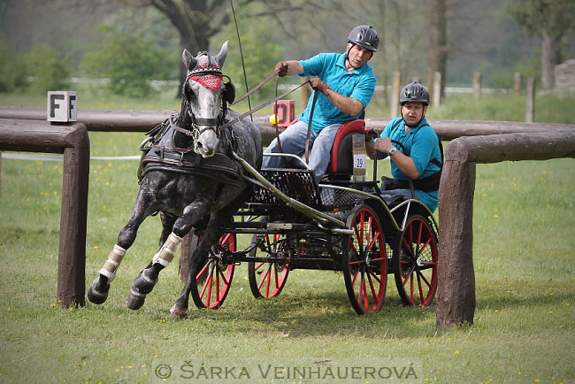 Jednospřeží v maratonu