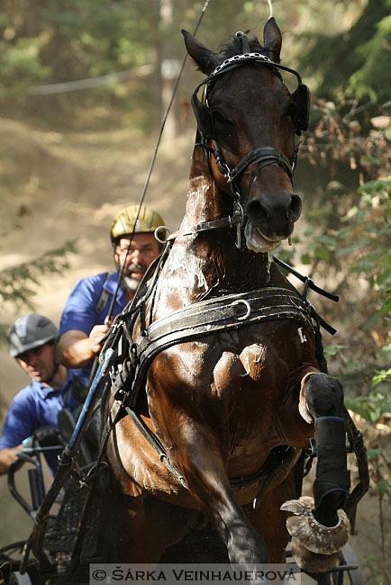 Jednospřeží v maratonu