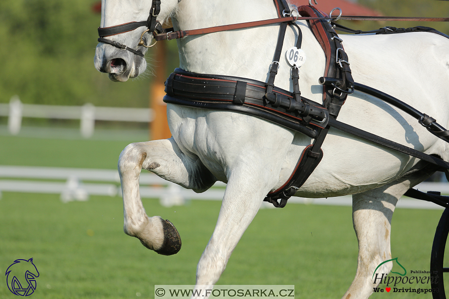 Kladruby 2018 - drezury čtvrtek