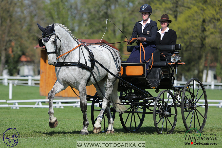 Kladruby 2018 - drezury pátek