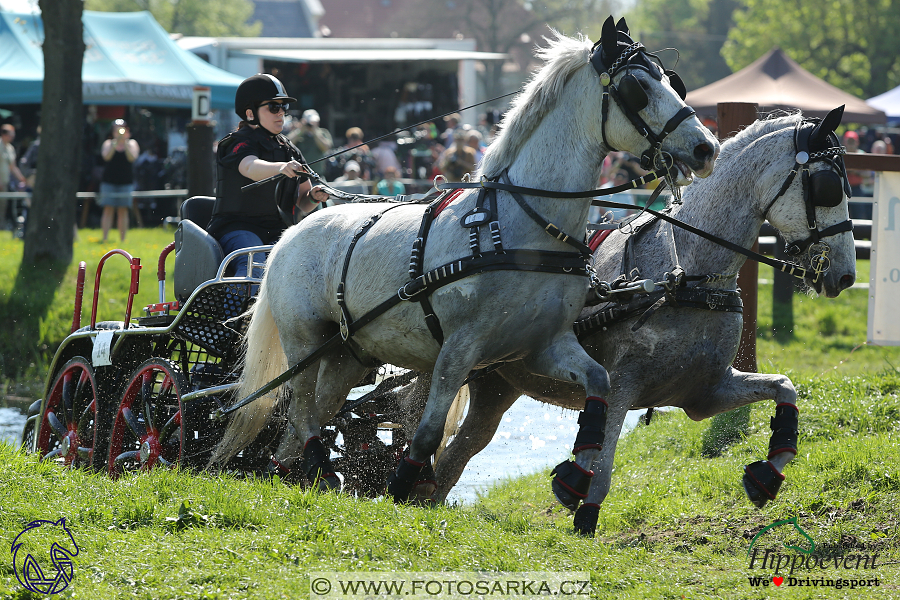 Kladruby 2018 - maraton sobota