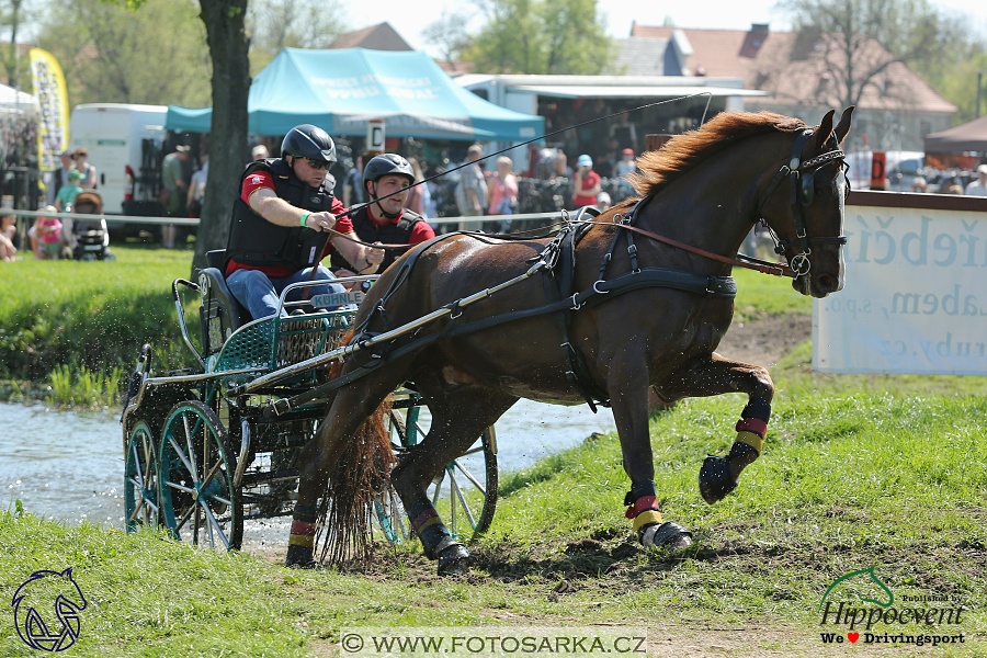 Kladruby 2018 - maraton sobota