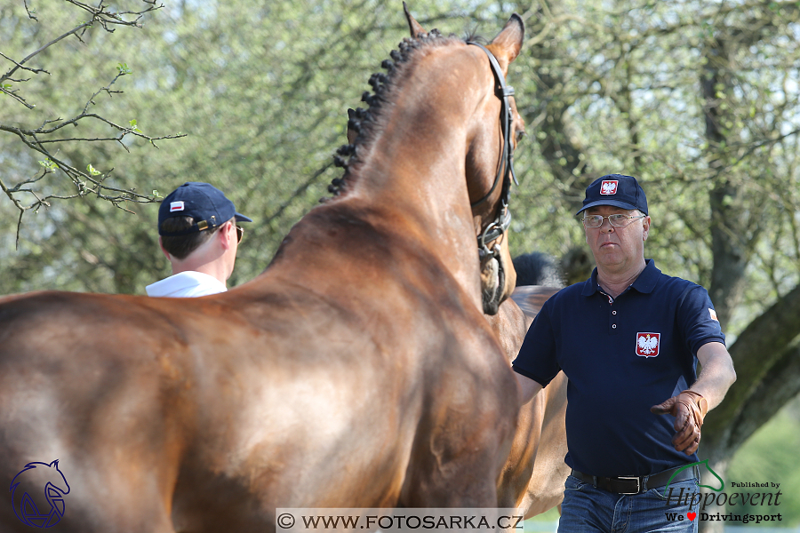 Kladruby 2018 - veterinární přejímka