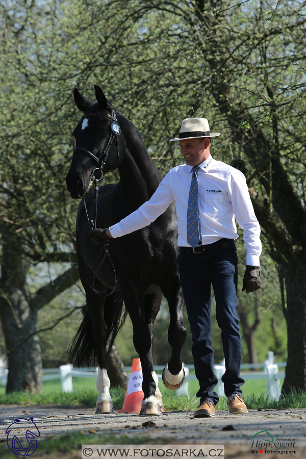 Kladruby 2018 - veterinární přejímka