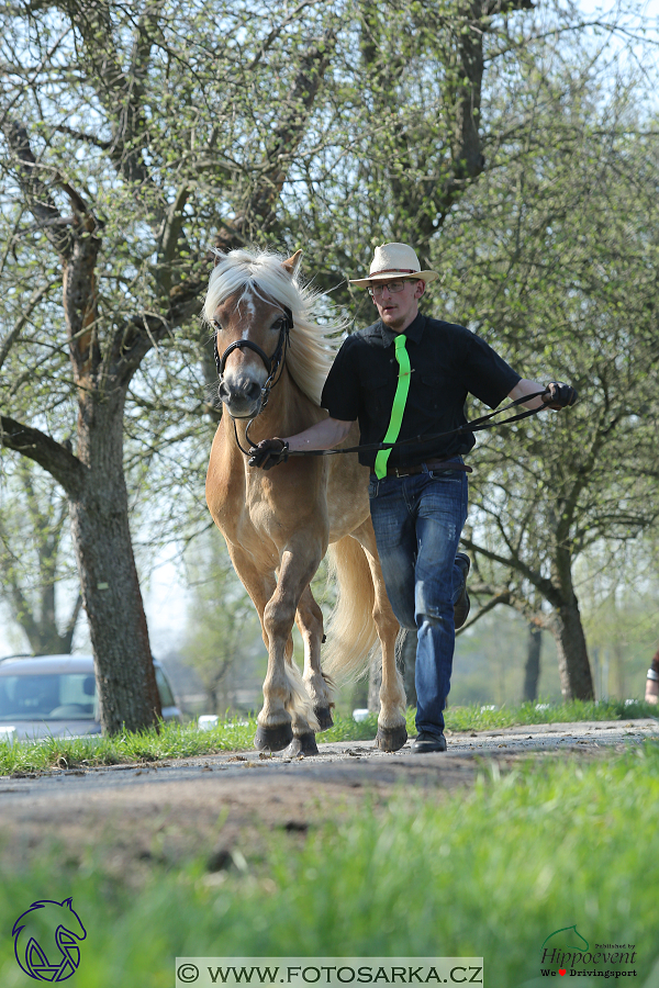 Kladruby 2018 - veterinární přejímka