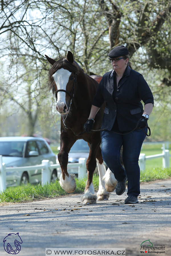 Kladruby 2018 - veterinární přejímka