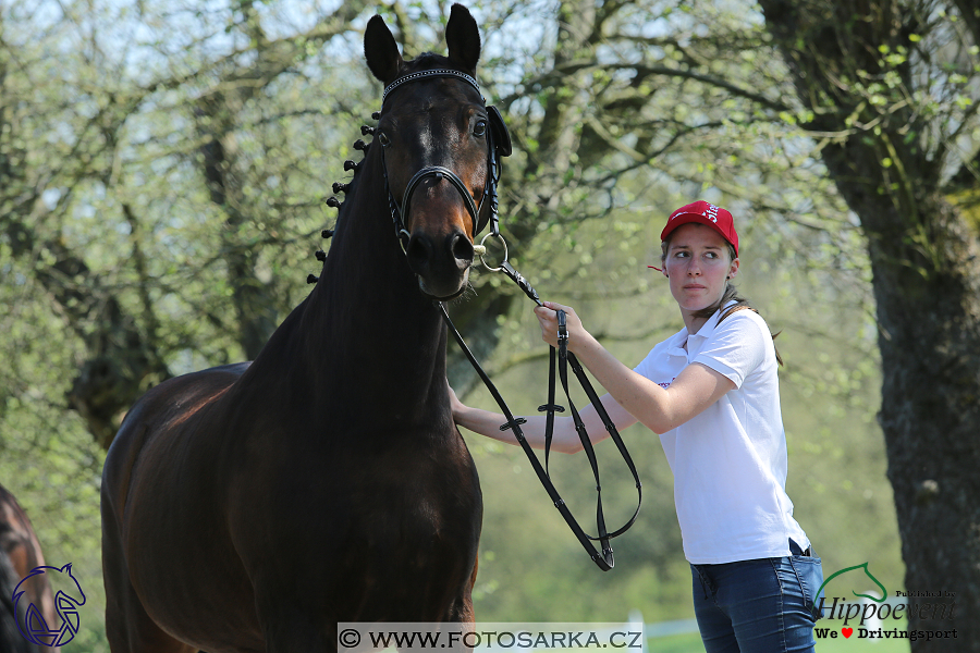 Kladruby 2018 - veterinární přejímka