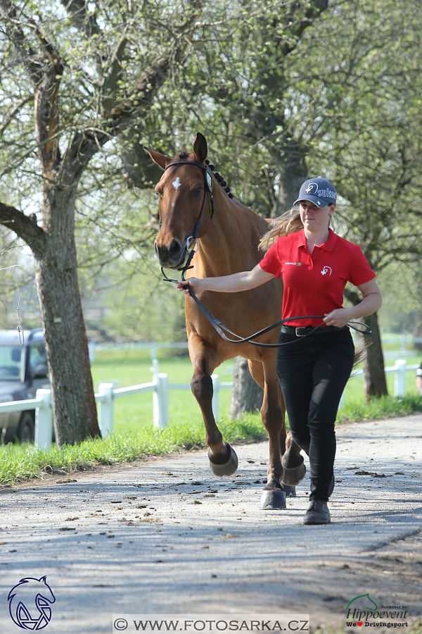 Kladruby 2018 - veterinární přejímka