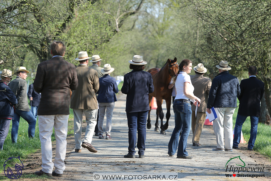 Kladruby 2018 - veterinární přejímka