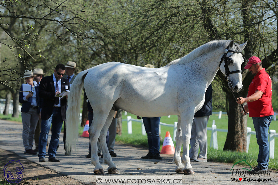 Kladruby 2018 - veterinární přejímka