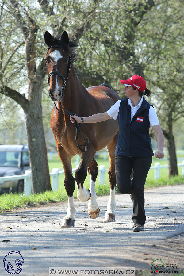 Kladruby 2018 - veterinární přejímka