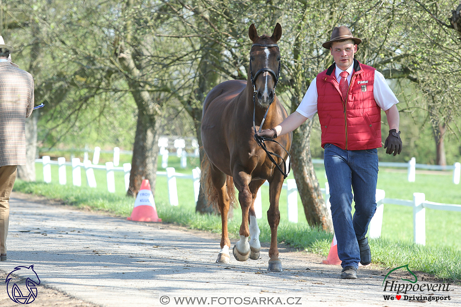 Kladruby 2018 - veterinární přejímka