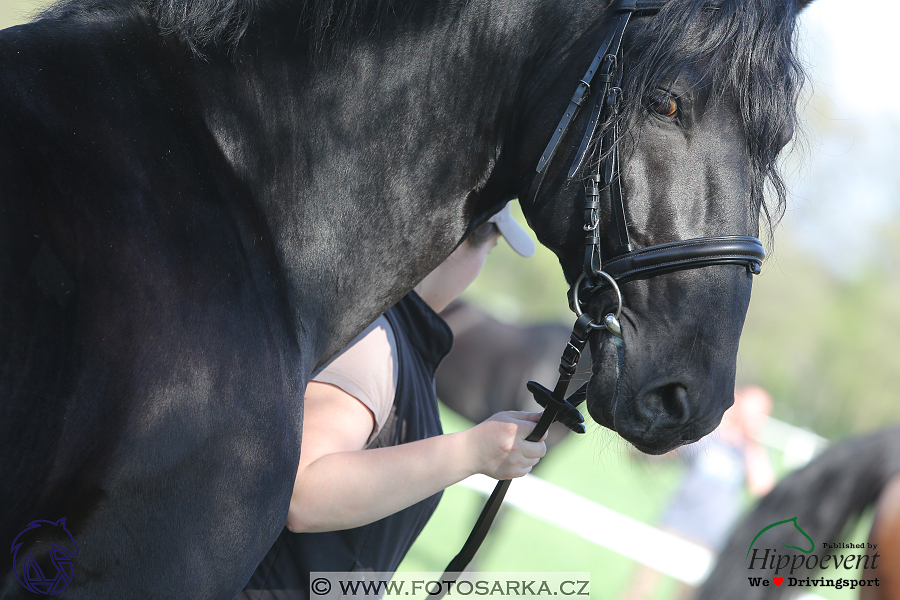 Kladruby 2018 - veterinární přejímka