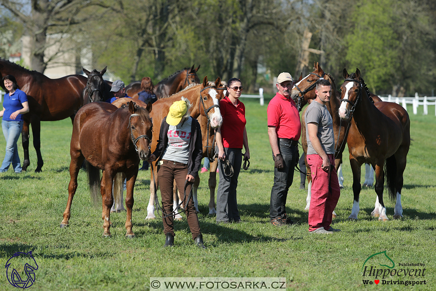 Kladruby 2018 - veterinární přejímka