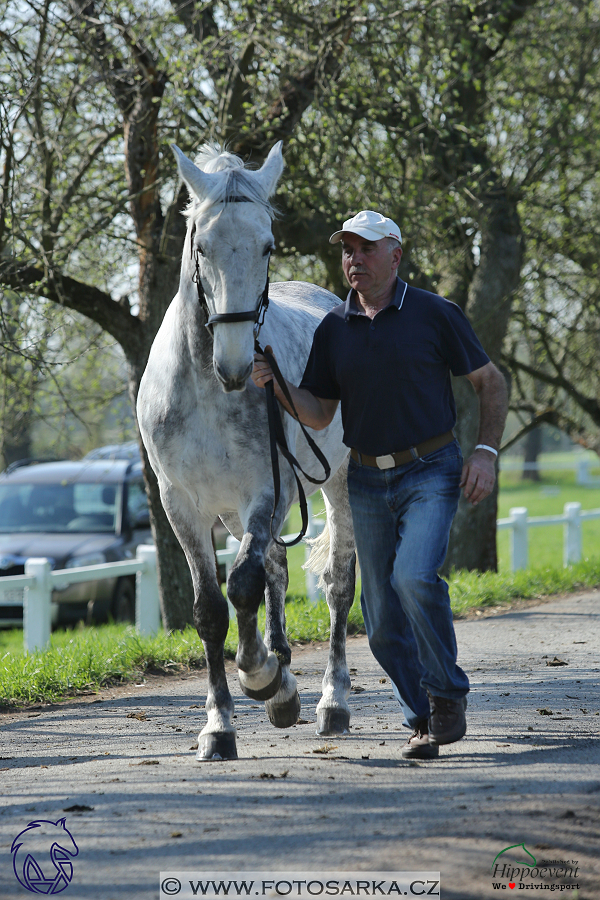 Kladruby 2018 - veterinární přejímka