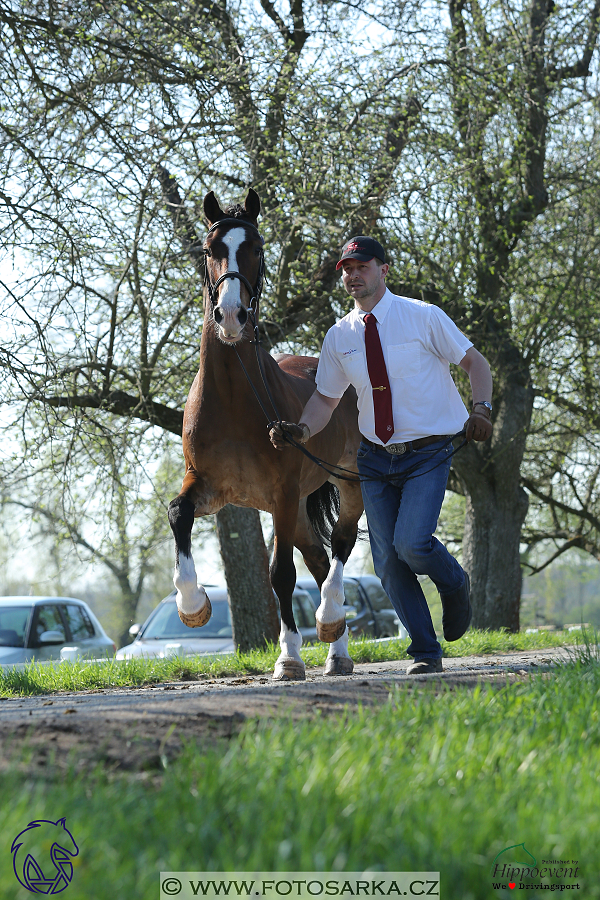 Kladruby 2018 - veterinární přejímka