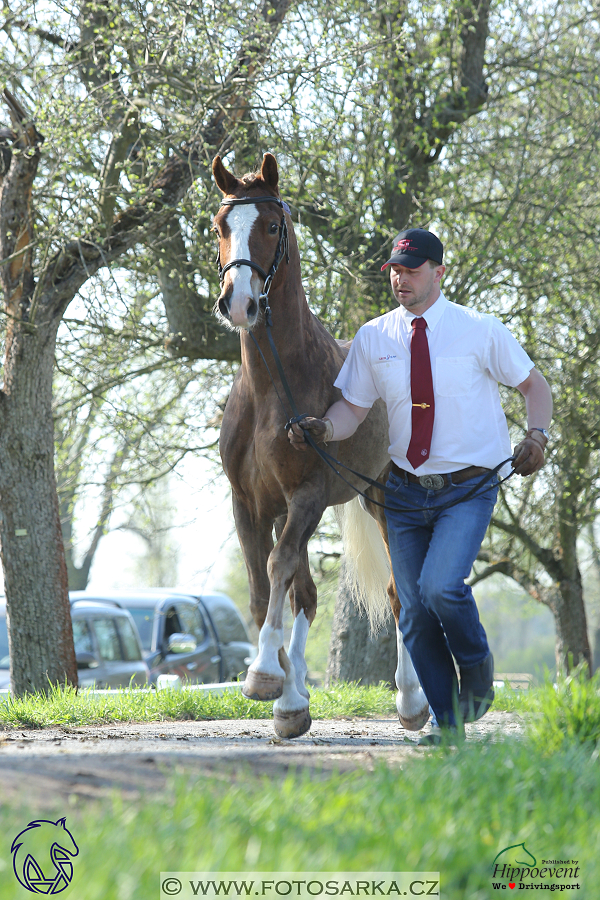 Kladruby 2018 - veterinární přejímka