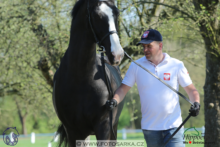 Kladruby 2018 - veterinární přejímka