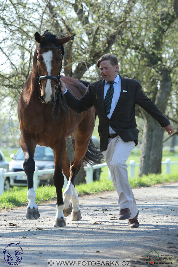 Kladruby 2018 - veterinární přejímka