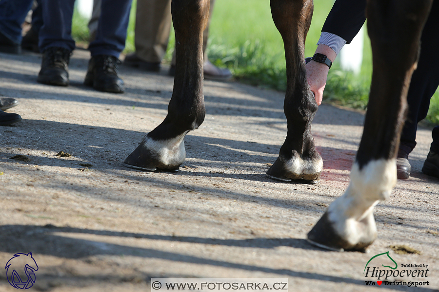 Kladruby 2018 - veterinární přejímka