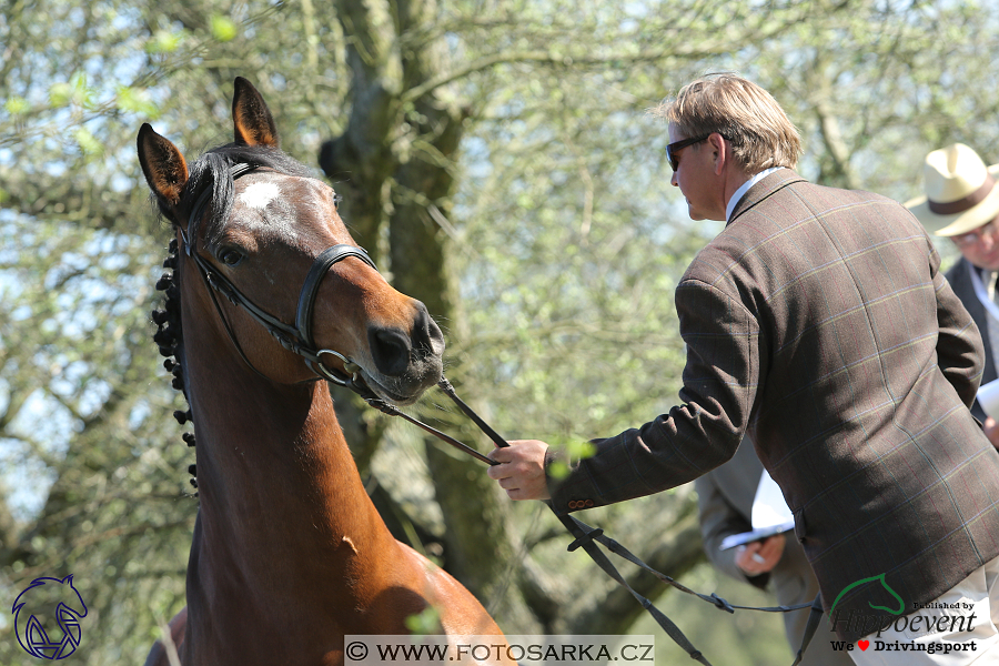 Kladruby 2018 - veterinární přejímka