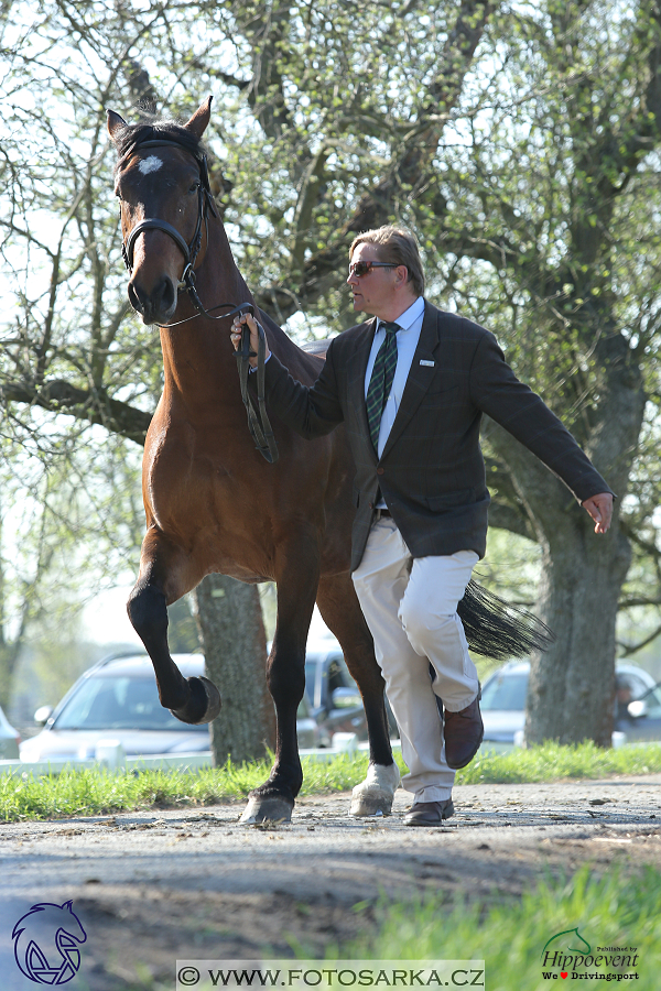 Kladruby 2018 - veterinární přejímka