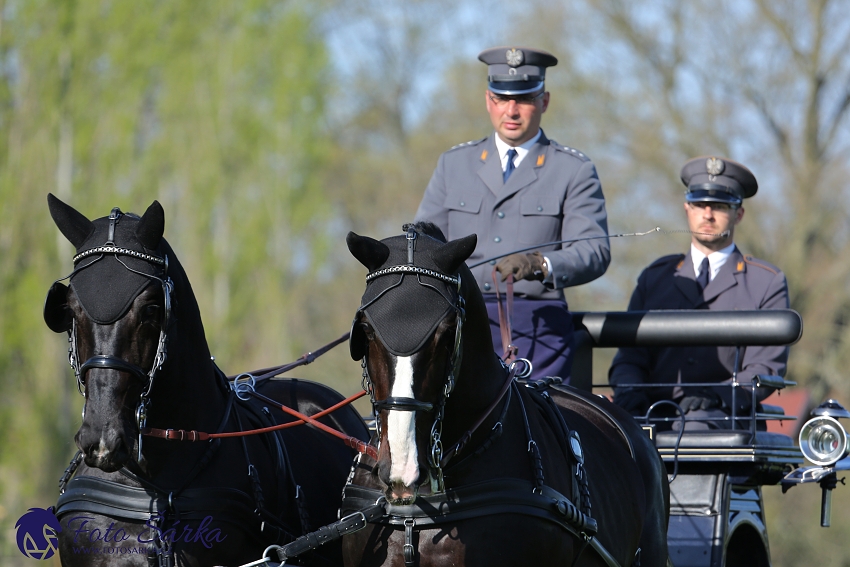 Kladruby 2019 - čtvrtek + pátek - drezury