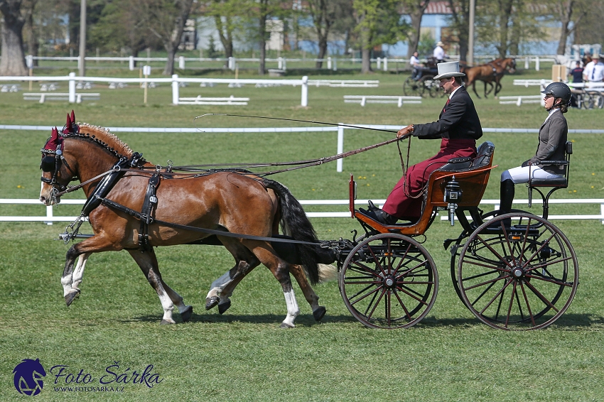 Kladruby 2019 - čtvrtek + pátek - drezury