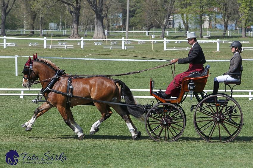 Kladruby 2019 - čtvrtek + pátek - drezury