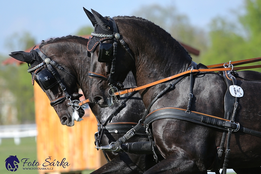 Kladruby 2019 - čtvrtek + pátek - drezury