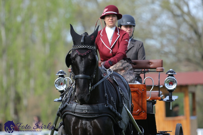 Kladruby 2019 - čtvrtek + pátek - drezury