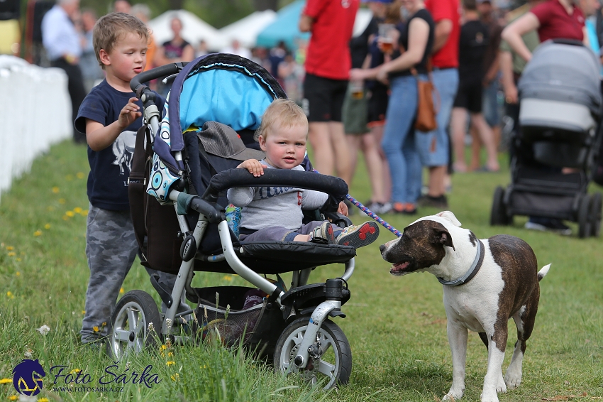 Kladruby 2019 - čtvrtek + pátek - drezury