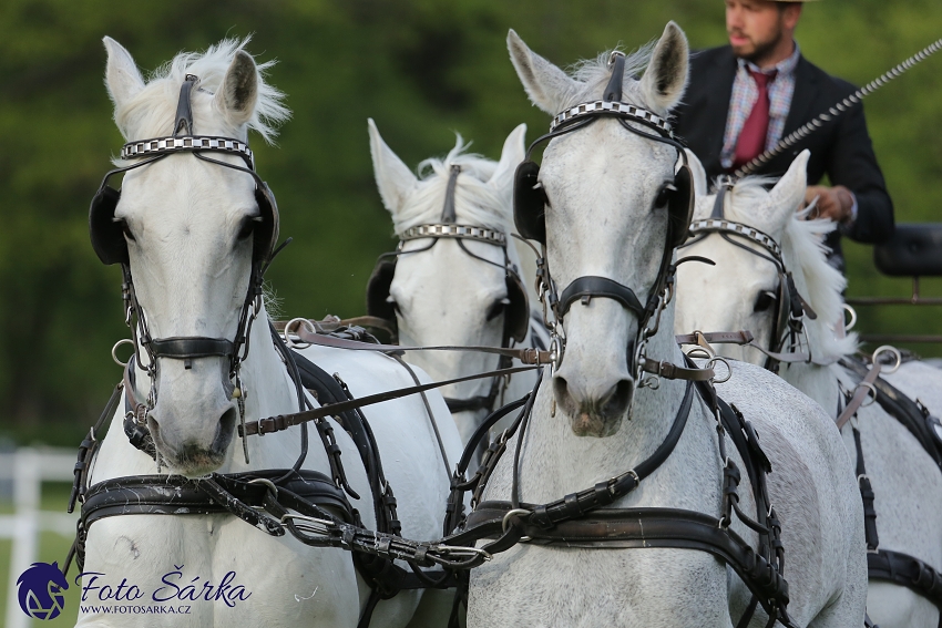 Kladruby 2019 - neděle - finále