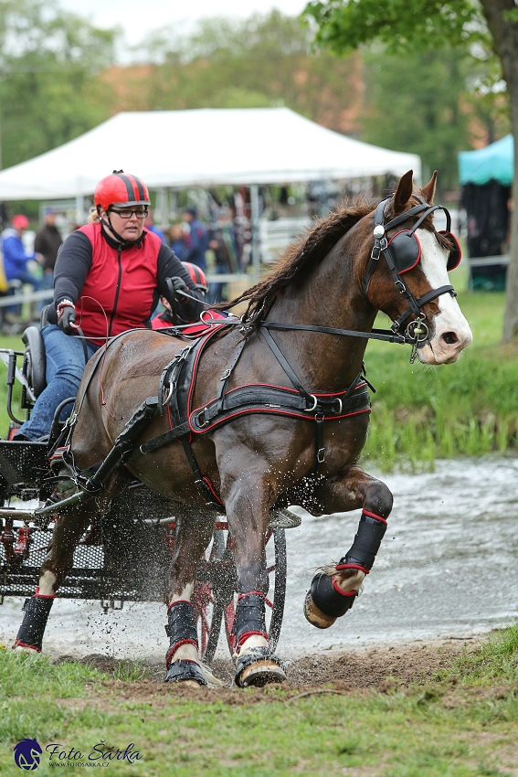 Kladruby 2019 - sobota - maraton