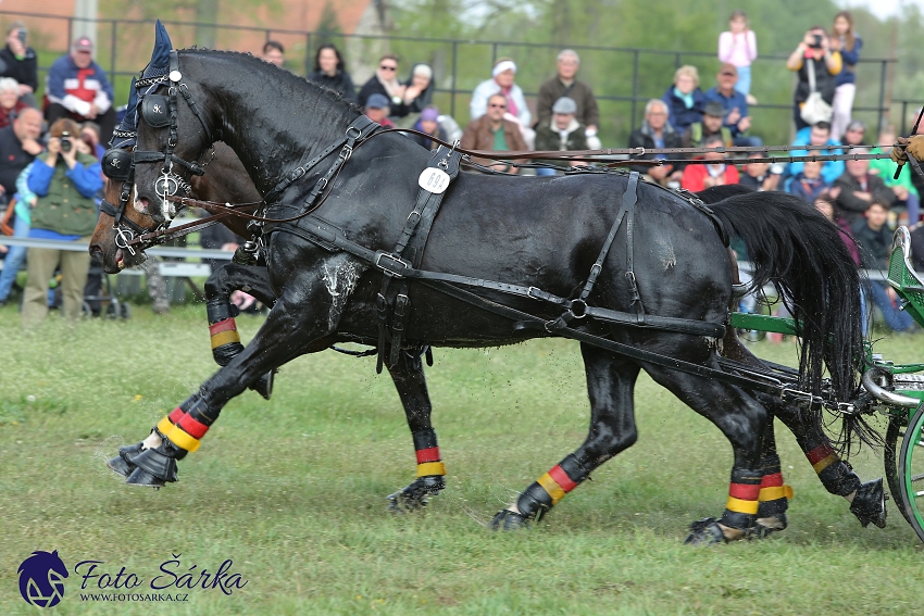 Kladruby 2019 - sobota - maraton